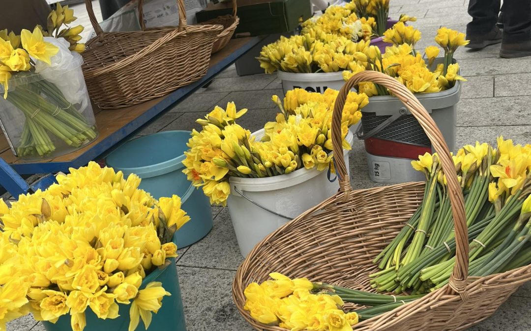 Dan narcisa u Čakovcu: Cvjetovi nade za oboljele od raka dojke