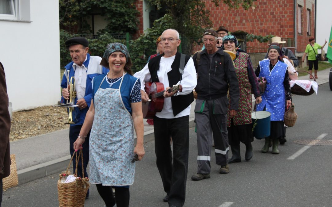 Serjojnska berba grožđa – tradicija koja živi!