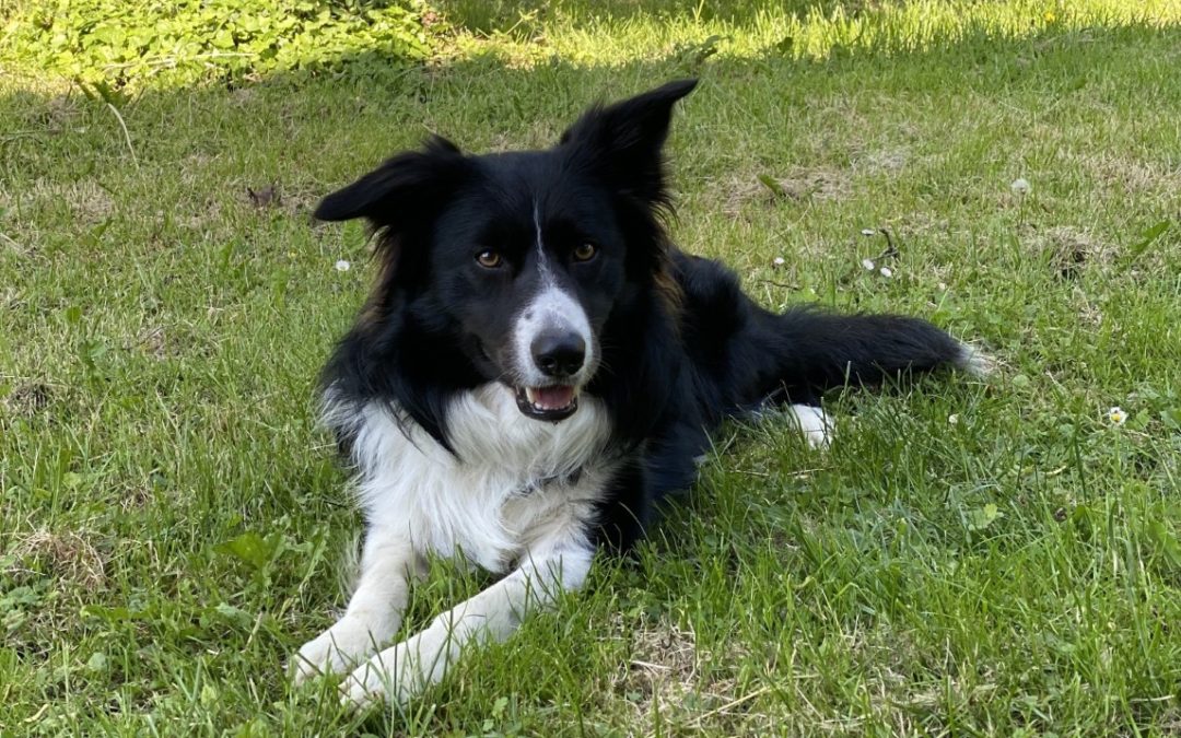 Daroviti psi razumiju nazive stotina predmeta, a uče ih na isti način kao i mala djeca