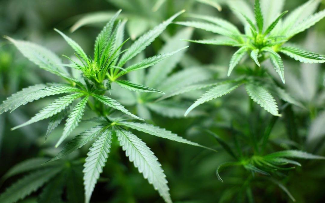 Velika zapljena kod Dugog Sela: U plastenicima pronađeno 158 stabljika konoplje