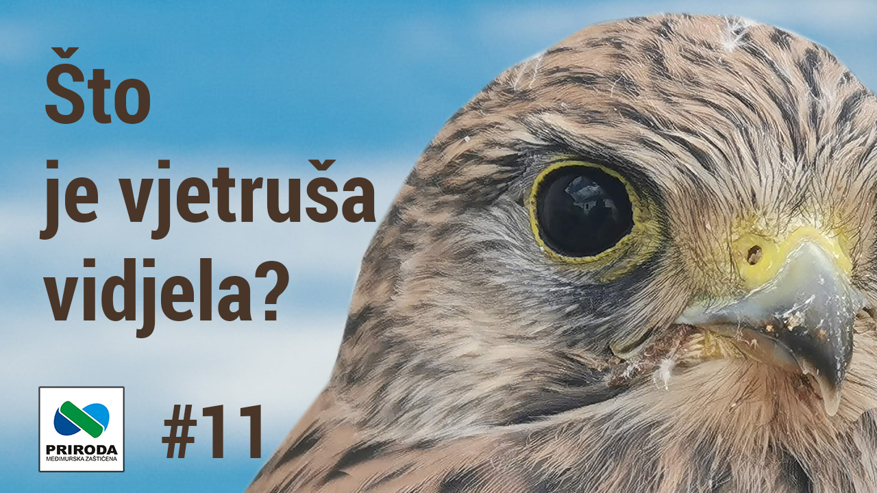 telop you tube Sto je vjetrusa vidjela 11