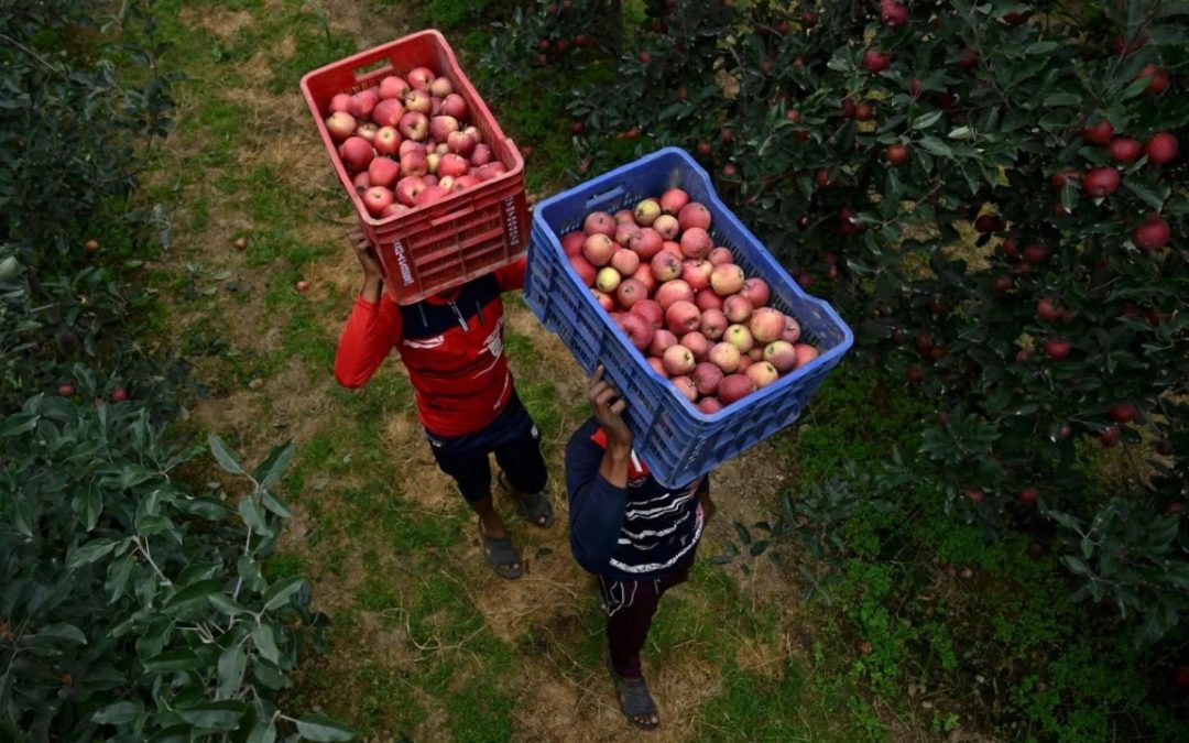Provalili u voćnjak kod Domašinca i ukrali više tona jabuka