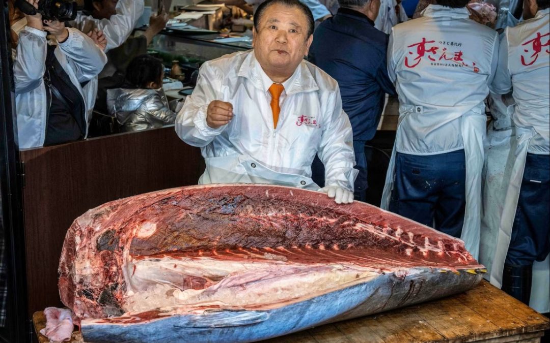 Rekord u Tokiju: Kralj tune platio nevjerojatnih 2,8 milijuna eura za jednu ribu