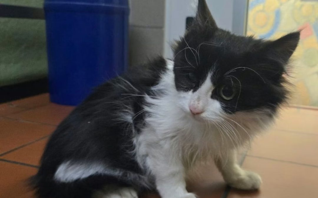 Mačić preživio sedmodnevno putovanje iz Turske u Njemačku u kamionu