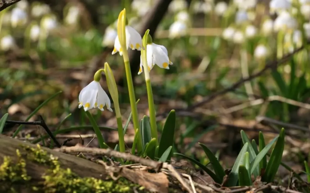 DHMZ: Oblačno, poslijepodne češća sunčana razdoblja