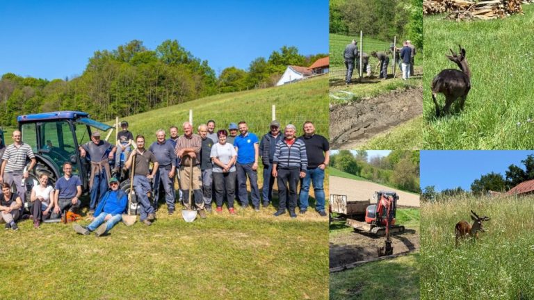 Nova turistička atrakcija na štrigovskim bregima: Iznad župnog dvora stigli jeleni lopatari