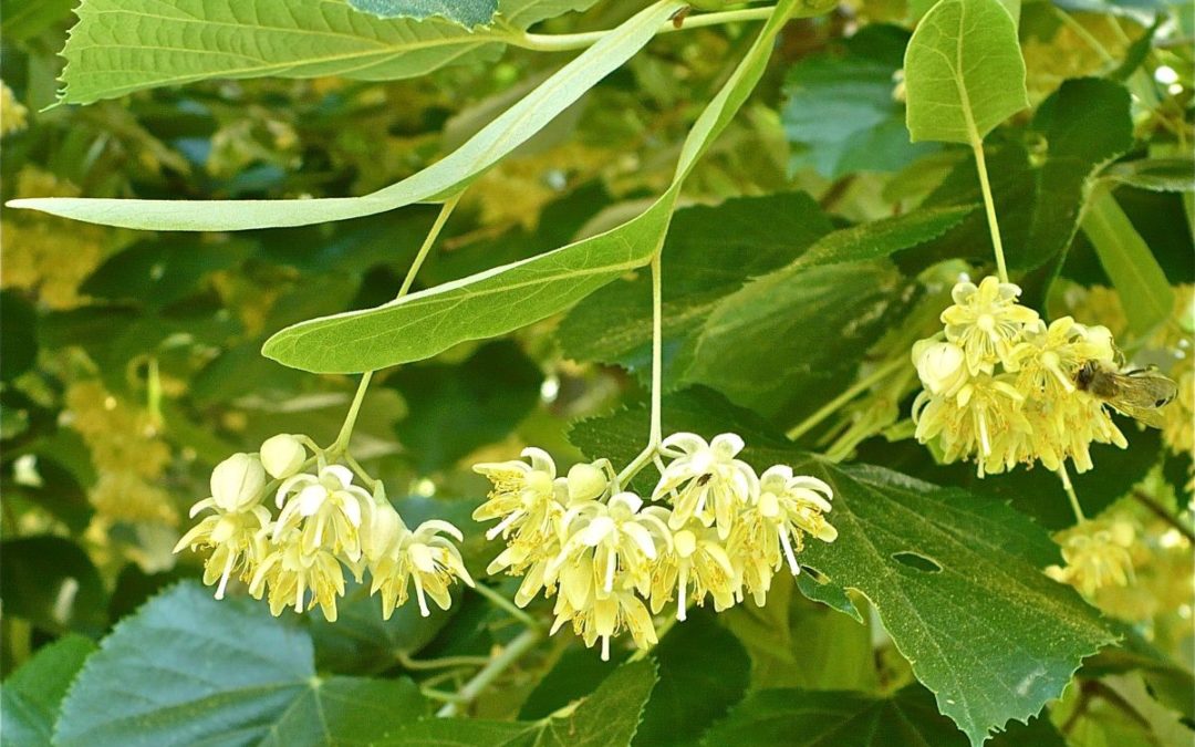 Tradicija ljekovitosti i snaga prirode: Kako očuvati zdravlje uz pomoć lipa i biodinamičke berbe