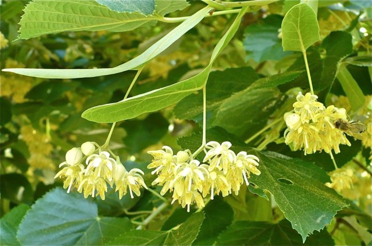 Tradicija ljekovitosti i snaga prirode: Kako očuvati zdravlje uz pomoć lipa i biodinamičke berbe