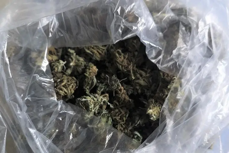 Marihuana ilustracija