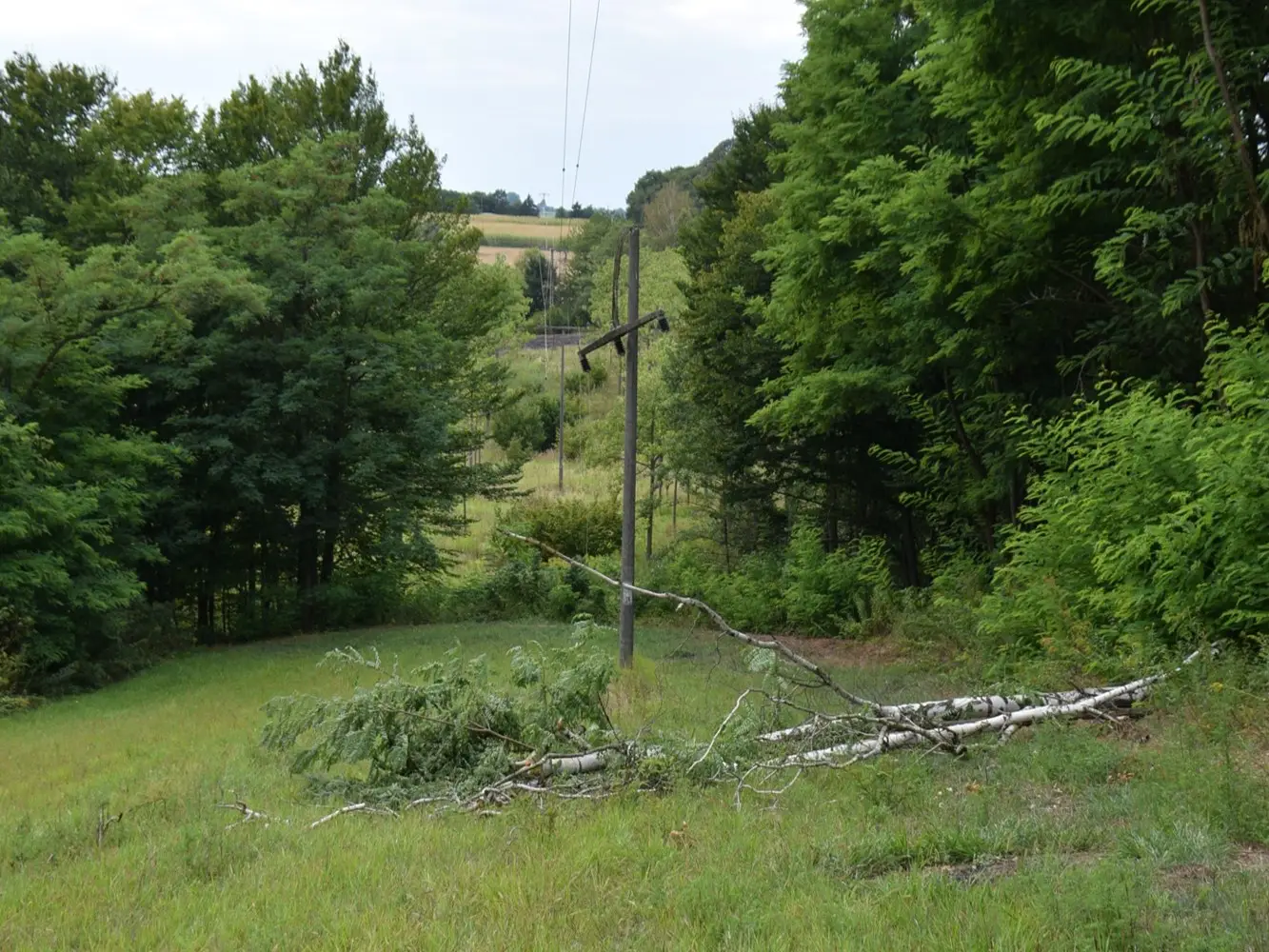 Tupkovec ŠUMA /DRVO
