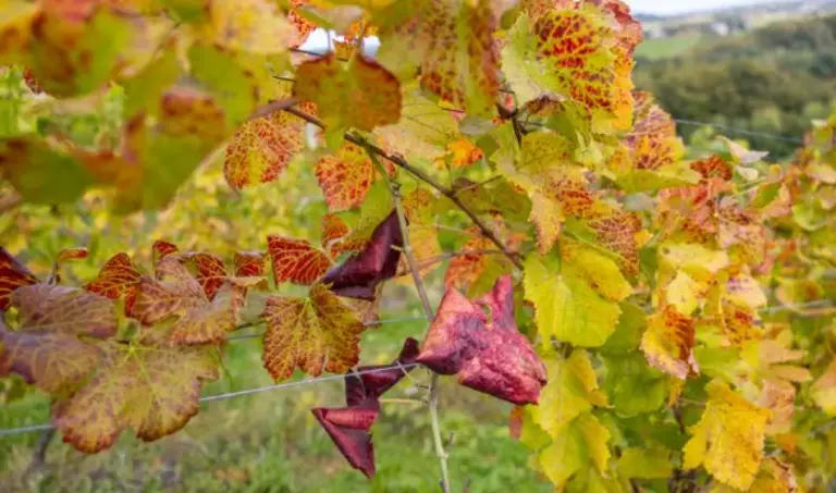 Zlatna žutica otkrivena u 127 vinograda, naređeno krčenje