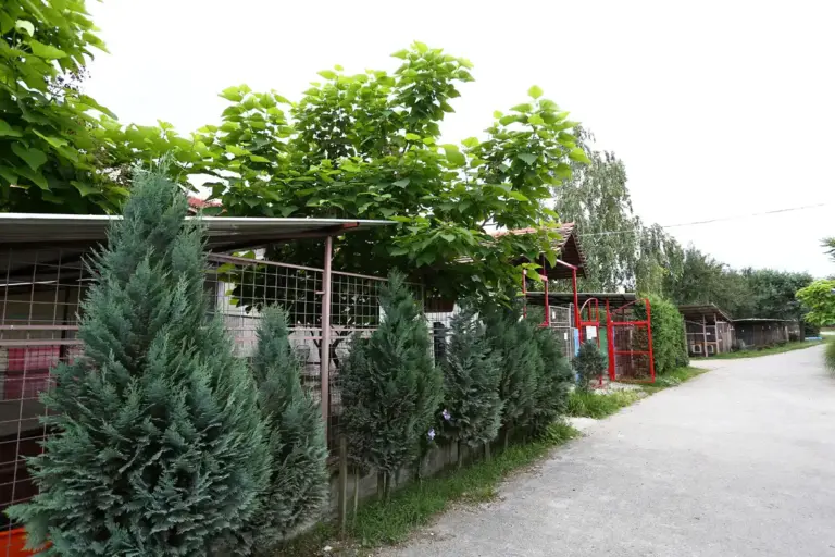 Sklonište Prijatelji slavi 25 godina: Više od 18.000 pasa dobilo je novu priliku za život