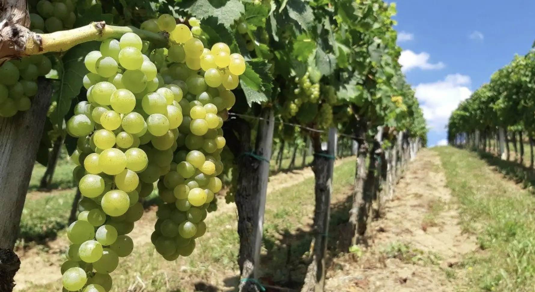 vina